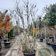 Magnolia stellata 250-300 cm cont. 130L