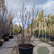 Magnolia 'Susan' 150-160 cm container 