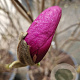 Magnolia 'Susan' 150-160 cm container 