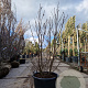 Magnolia 'Susan' 150-160 cm container 
