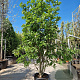 Magnolia 'Wada's Memory' 250-300 cm cont. 70L