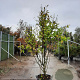Magnolia 'Wada's Memory' 250-300 cm cont. 95L