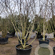 Mespilus germanica 250-300 cm container struik