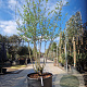 Mespilus germanica 250-300 cm container struik