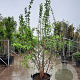 Morus alba 250-300 cm container struikopstam