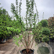 Morus alba 250-300 cm container struikopstam