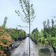 Morus nigra 200 cm stam container 12-14