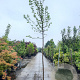 Morus nigra 200 cm stam container 12-14