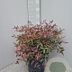Nandina domestica 40-50 cm 10L
