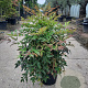 Nandina domestica 40-50 cm 10L