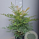 Nandina domestica 50-60 cm 10L