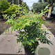 Nandina domestica 60-80 cm 25L