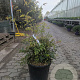 Nandina domestica 60-80 cm 30L