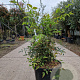Nandina domestica 60-80 cm 30L