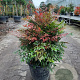 Nandina d. Obsessed 40-60 cm 15L