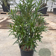 Nerium oleander 50-60 cm 10L