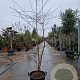 Nyssa sylvatica 200-250 cm container meerstammig