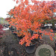 Nyssa sylvatica 250-300 cm container meerstammig