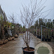 Nyssa sylvatica 250-300 cm container meerstammig