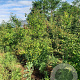 Nyssa sylvatica 250-300 cm container meerstammig