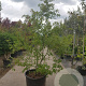 Nyssa sylvatica 250-300 cm container struik