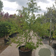 Nyssa sylvatica 250-300 cm container struik