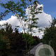 Nyssa sylvatica 450-500 cm container