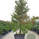 Nyssa sylvatica 450-500 cm container