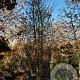 Nyssa sylvatica 450-500 cm container