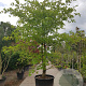 Nyssa sylvatica 450-500 cm container