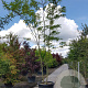 Nyssa sylvatica 450-500 cm container