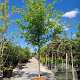 Nyssa sylvatica 180 cm stam container 20-25