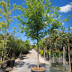 Nyssa sylvatica 180 cm stam container 20-25