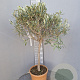 Olea europaea 100-120 cm 9L
