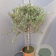 Olea europaea 100-120 cm 9L