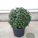 Osmanthus burkwoodii 40 cm container bol