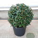 Osmanthus burkwoodii 40 cm container bol