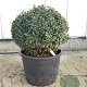 Osmanthus burkwoodii 50 cm container bol