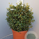 Osmanthus burkwoodii 50 cm container bol