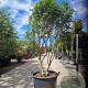 Osmanthus burkwoodii 140-160 cm container paraplu