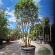 Osmanthus burkwoodii 160-180 cm container solitair