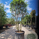 Osmanthus burkwoodii 160-180 cm container solitair