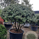 Osmanthus burkwoodii 160-180 cm container solitair