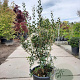 Osmanthus heterophyllus 125-150 cm container meerstammig