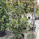 Osmanthus heterophyllus 125-150 cm container meerstammig