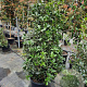 Osmanthus heterophyllus 125-150 cm container meerstammig