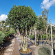 Osmanthus heterophyllus 200-250 cm container 80 stam