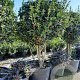 Osmanthus heterophyllus 200-250 cm container 80 stam