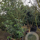Osmanthus heterophyllus 250-300 cm container struik