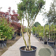 Osmanthus heterophyllus 300-350 cm container paraplukroon